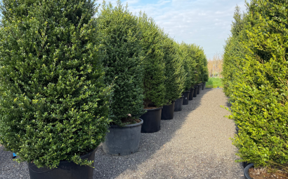 buxus sempervirens